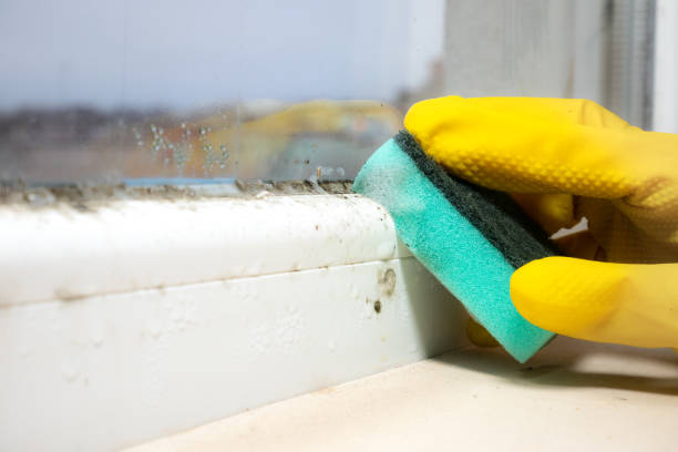 Best Post-Flood Mold Remediation in Burnettown, SC